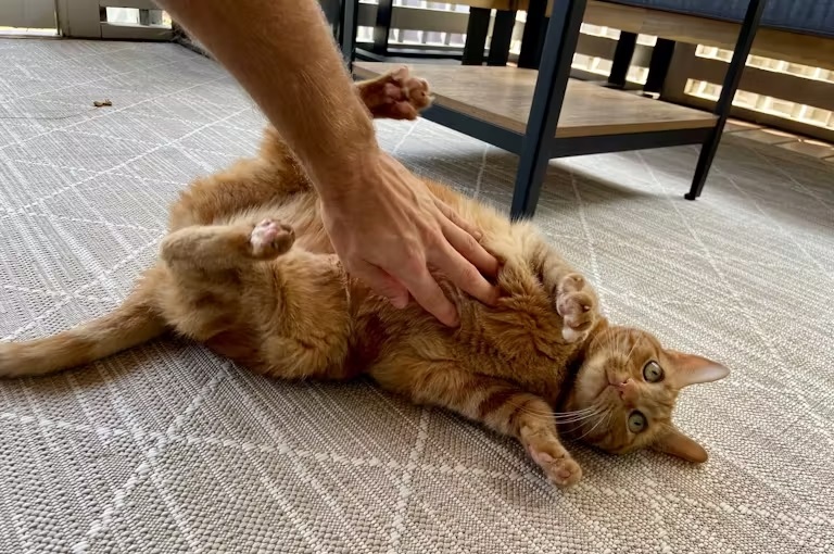 Do Cats Like Belly Rubs