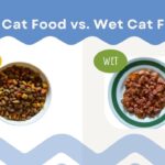 Dry Cat Food vs. Wet Cat Food Which Is Better