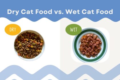 Dry Cat Food vs. Wet Cat Food Which Is Better