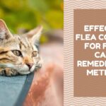 Effective Flea Control for Feral Cats Remedies and Methods