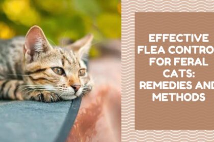 Effective Flea Control for Feral Cats Remedies and Methods