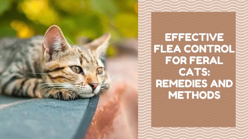 Effective Flea Control for Feral Cats Remedies and Methods