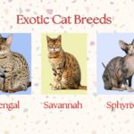 Exotic Cat Breeds