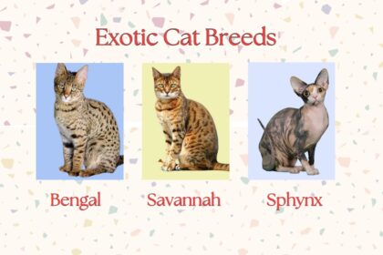 Exotic Cat Breeds