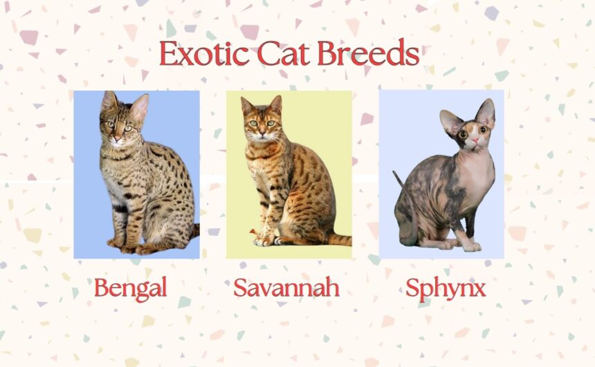 Exotic Cat Breeds