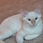 Flame Point Siamese Cat