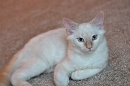 Flame Point Siamese Cat