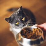 Foods Cats Should Avoid