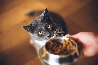 Foods Cats Should Avoid