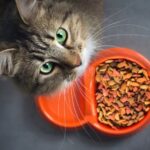 Healthy Cat Food Choices