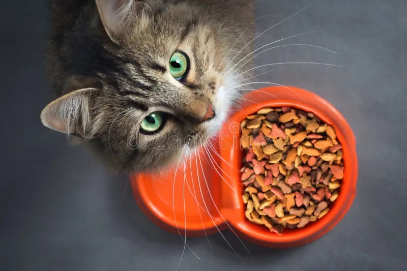 Healthy Cat Food Choices