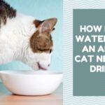 How Much Water Does an Adult Cat Need to Drink