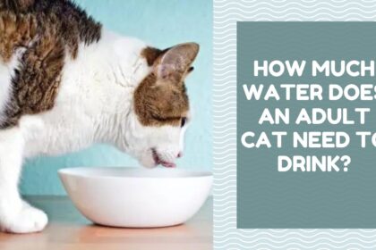 How Much Water Does an Adult Cat Need to Drink