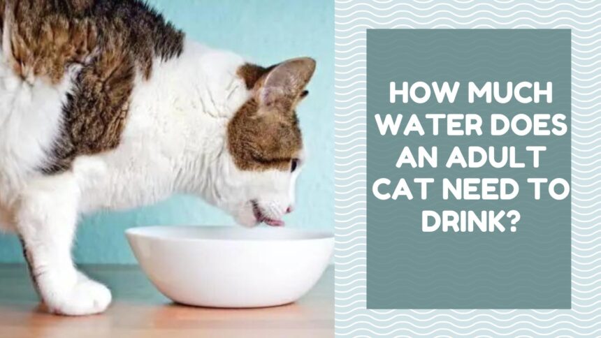 How Much Water Does an Adult Cat Need to Drink