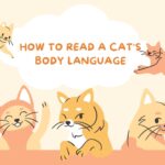 How to Read a Cat's Body Language