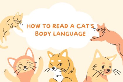 How to Read a Cat's Body Language