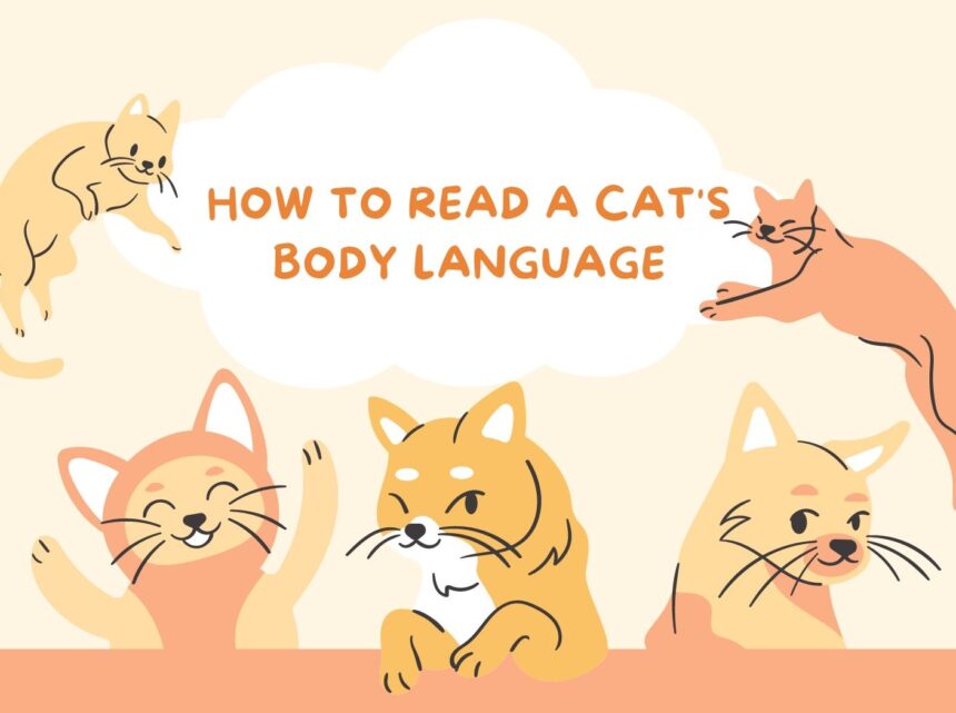 How to Read a Cat's Body Language