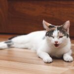 How to Treat Cat Coughs | Vet Guide