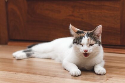 How to Treat Cat Coughs | Vet Guide