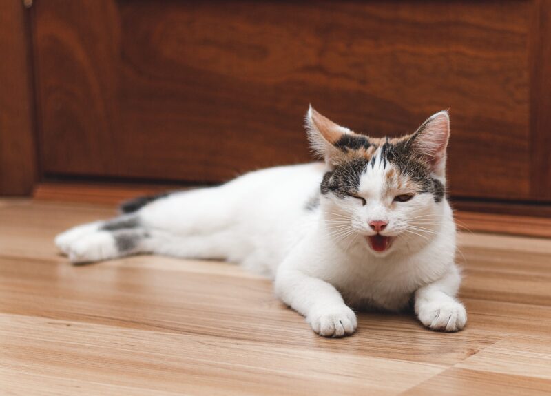 How to Treat Cat Coughs | Vet Guide