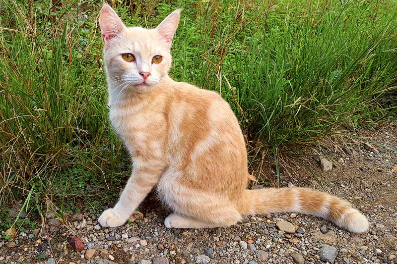 Javanese Cat