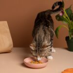 Make Homemade Cat Treats