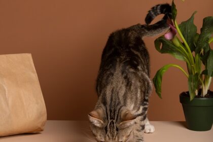 Make Homemade Cat Treats