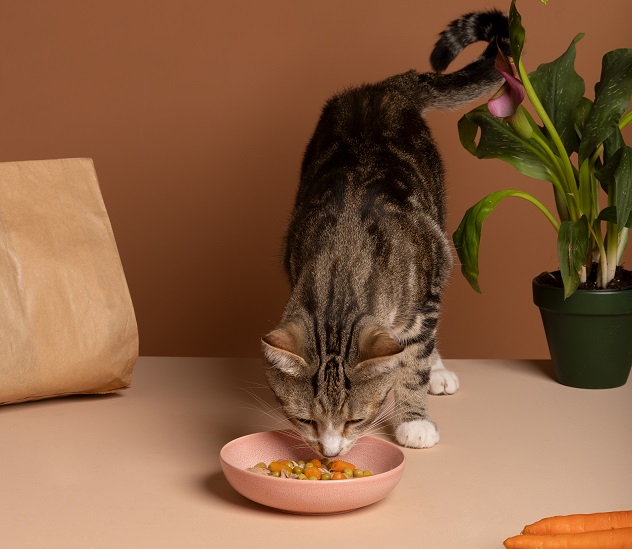 Make Homemade Cat Treats