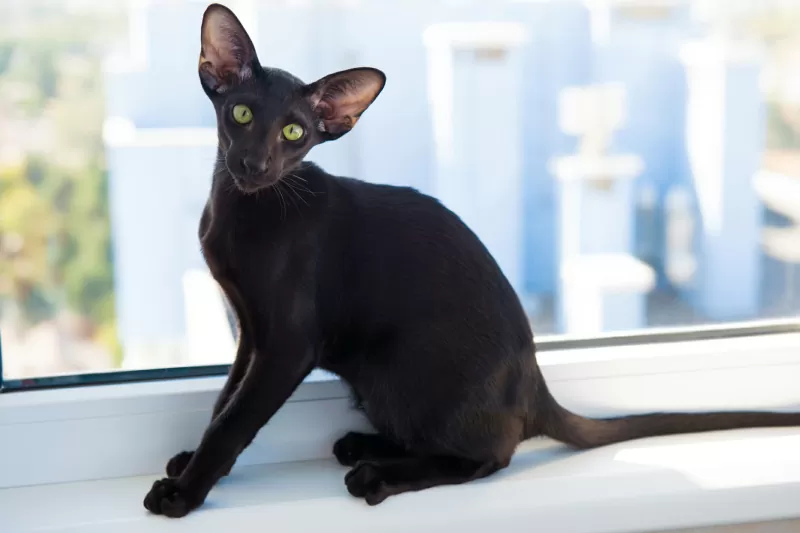 Oriental Shorthair cat