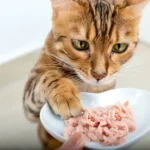 Potential Risks & Benefits of Raw Cat Food