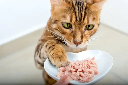 Potential Risks & Benefits of Raw Cat Food