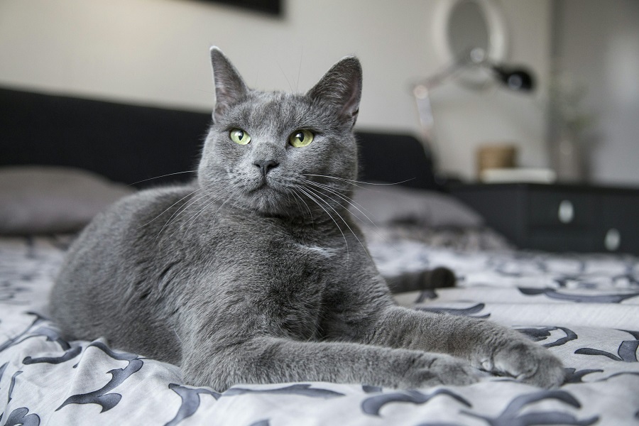 Russian Blue Cat