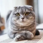 Scottish Fold Cat Breed