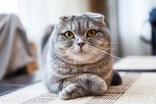 Scottish Fold Cat Breed