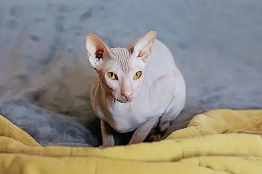 Sphynx Cat