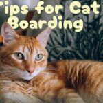 Top 10 Tips for Stress-Free Cat Boarding