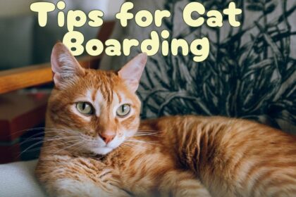 Top 10 Tips for Stress-Free Cat Boarding