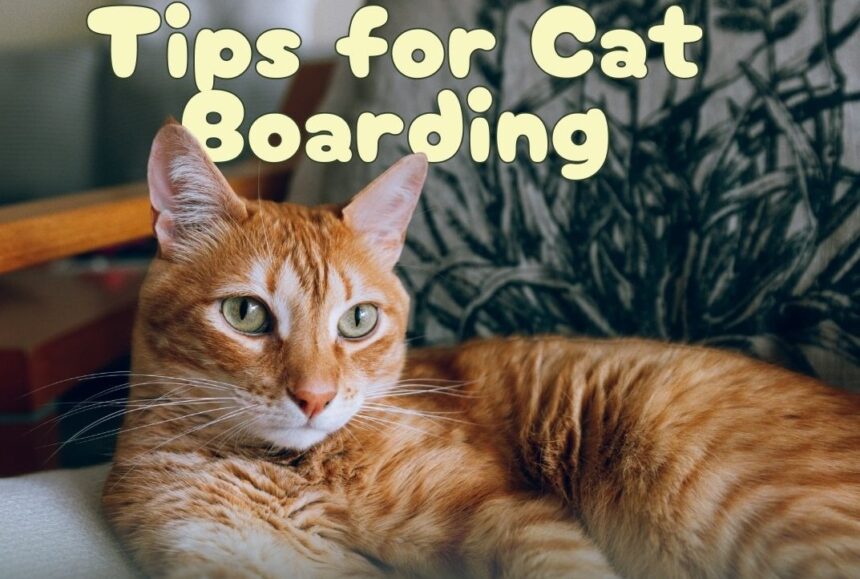 Top 10 Tips for Stress-Free Cat Boarding