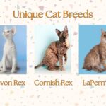 Unique Cat Breeds