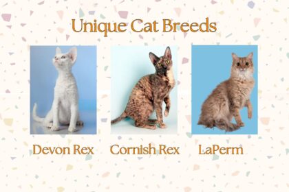 Unique Cat Breeds