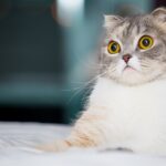 What to Do for a Cat with Diarrhea