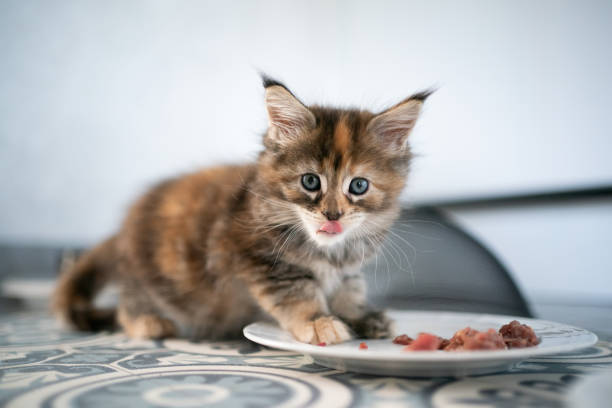 When to Switch a Kitten to Cat Food