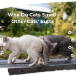 Why Do Cats Smell Other Cats' Butts