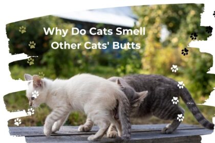 Why Do Cats Smell Other Cats' Butts