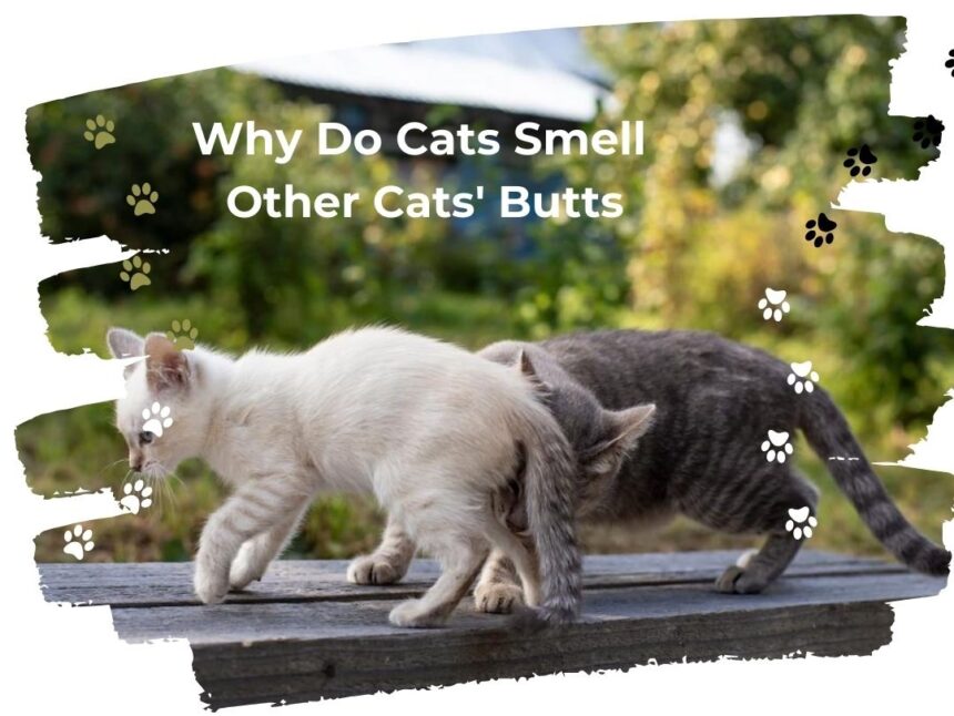 Why Do Cats Smell Other Cats' Butts