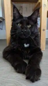 Black Maine Coon