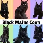 All About Black Maine Coon