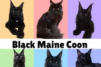 All About Black Maine Coon