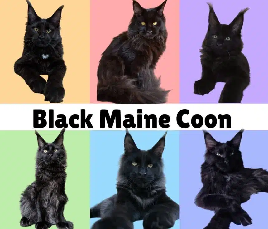 All About Black Maine Coon