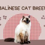 Balinese Cat Breed Profile, Characteristics & Facts